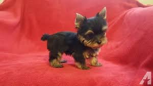 I have 3 generation pedigrees on all of our dogs. Gorgeous Teacup Yorkie Boy Chase Teacup Yorkie Yorkie Puppy For Sale Yorkie