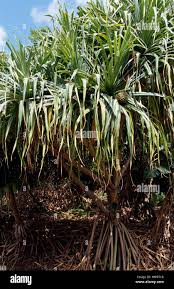 Image result for Pandanaceae
