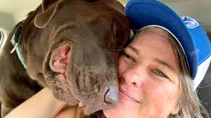 Is it dangerous for dogs to drink pool water?