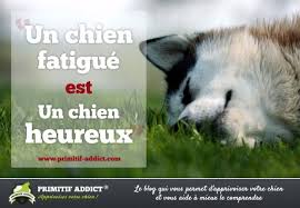 Citation Un Chien Fatigue Est Un Chien Heureux Chiens Heureux Chien Citation Chien