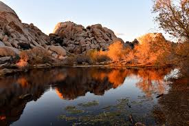 How to Visit Joshua Tree National Park in 1 or 2 Days - the ...