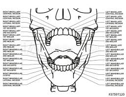 Human Dental Chart Buy This Stock Vector And Explore