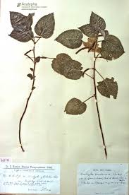 Image result for Acalypha caperonioides