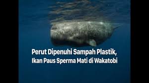 Paus sperma atau paus kepala kotak (physeter macrocephalus) adalah hewan terbesar dalam kelompok paus bergigi sekaligus hewan bergigi terbesar di dunia. Ditemukan 5 9 Kg Sampah Plastik Dalam Perut Paus Sperma Youtube