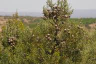 Image result for Widdringtonia nodiflora