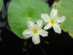 Image result for Menyanthaceae