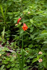 Image result for Gladiolus decoratus