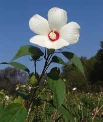 Image result for Hibiscus rhabdotospermus