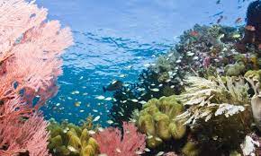 Pemandangan menakjubkan yang dihadirkan kedua lempengan ditemukan di kedalaman laut lempengan tektonik amerika utara dan lempengan tektonik eurasia. Keindahan Alam Bawah Laut Basilika Di Buton Celebes