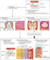 Openstax Anatomy And Physiology Ch17 The Endocrine
