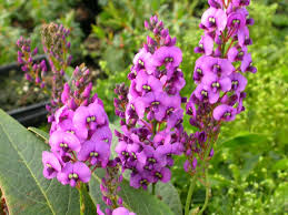 Image result for Hardenbergia