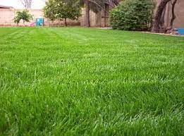 How long does it take bermuda grass to germinate. Growing Bermuda Grass And Rye Grass In Phoenix Arizona
