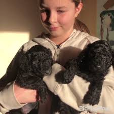 Lilly Golden Doodles Co