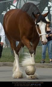 Jan 13, 2020 · clydesdales are among the tallest horse breeds, standing between 16 hands (64 inches) and 18 hands (72 inches) on average. Clydesdale 2 Horses Clydesdale Horses Big Horses