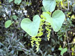 Image result for Cissampelos mucronata