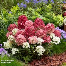 Image result for Agelanthus deltae