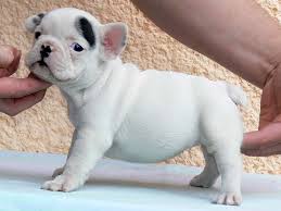 Our goal is to make the best rescue match taking into consideration the rescue bulldogs background and your family's needs. Puppies For Adoption Austin Tx The Y Guide