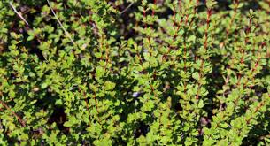 Image result for Myrothamnus flabellifolius
