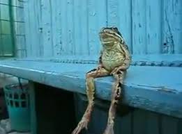 26 Animals Sitting Like Humans Frog Frog Sitting Cute Frogs