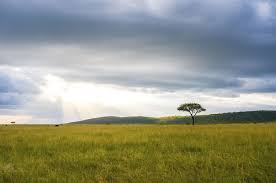 Grasslands occur in environments conducive to the growth of this plant cover but not to that of taller. Keeping The Grasslands Growing
