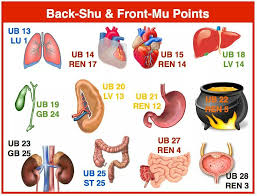 Back Shu Front Mu Points Igado Agopuntura