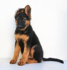 Koda is a german shepherd you should consi. Average Cost Of Buying A German Shepherd After 21 Examples