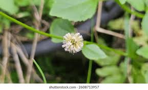 Image result for Fabaceae subfamily Mimosoideae