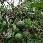 Image result for Strychnos pungens