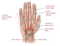 Image result for Normal Anatomic Position of the Hand and Wrist
