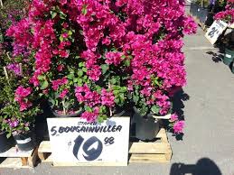 Bougainvillea At Home Depot Plant Sale Violet Plant Plants