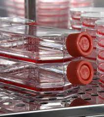 Vero e6, also known as vero c1008 (atcc no. Optimizing Vero Cell Culture Media W Animal Component Free Recombinant Human Serum Albumin