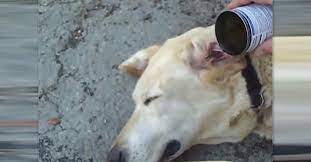 How To Clean Dogs Ears Littlethings Littlethings Com