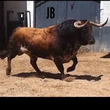Este Es Sin Duda De Los Toros Mas Fuertes Que Hemos Lidiado Nunca Resulton15 Padgram Bull Riding Animals Wild Animals