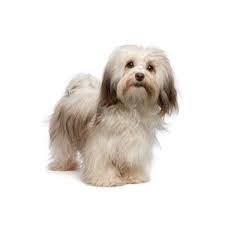 We did not find results for: Havanese Puppies Petland Carriage Place