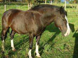 To even be considered a shire by the. Criollo Pictures Video And Information