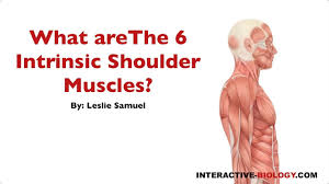 This article explains some of the common causes of shoulder pain and describes some general treatment options. 089 What Are The Six Intrinsic Shoulder Muscles Youtube