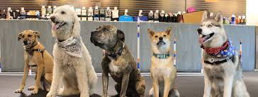 Looking for a class you can get your pup into *right now*? Zoom Room Dog Training Home Facebook