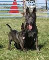Dutch Shepherd For Sale - Hoobly Classifieds