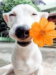 As they age, our dogs often suffer a decline in functioning. April Showers Bring Dogs With Flowers Diy Darlin Cute Animals Pets Animals