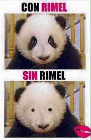 Meme Oso Rimel Imagenes Graciosas Chiste Grafico Memes Divertidos