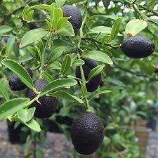 Just as other citrus trees, a lime tree also requires sufficient food; Australian Native Citrus