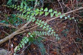 Image result for Lygodium kerstenii