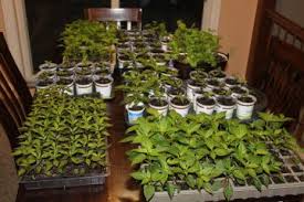 Crops that are best started indoors include broccoli, brussels sprouts, cabbage, lettuce, and tomatoes. How To Start Seeds Indoors Grow Your Own Vegetable Flower Plants Indoor Vegetable Gardening Flower Seeds Indoor Vegetables