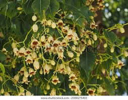 Image result for Brachychiton populneus