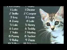 It is generally believed though that the feline below we have listed a variety of names for persian cats that can be used for older cats, kittens, males and females alike. Male Cat Names In Arabic