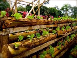 Selain hemat biaya, buah dan dan sayuran yang anda tanam dijamin bebas pestisida atau zat kimia berbahaya lainnya. 5 Cara Unik Menanam Sayur Di Pekarangan Rumah Bibit Online