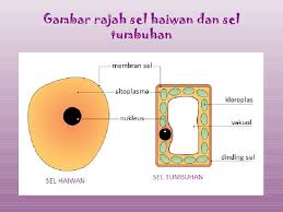 Semoga perkongsian mengenai nota ringkas sains tingkatan 5 (bahasa melayu) dapat membantu semua pelajar yang mengambil mata pelajaran sains dalam peperiksaan spm. Blog Cikgu Irwan