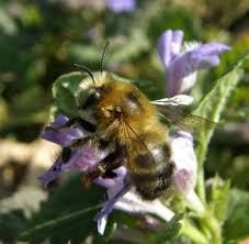 Image result for Anthephora cristata