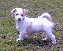 Jack Russell Cross Maltese Jack Russell Terrier Puppies Terrier Puppies Jack Russell
