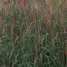 Image result for Andropogon lima